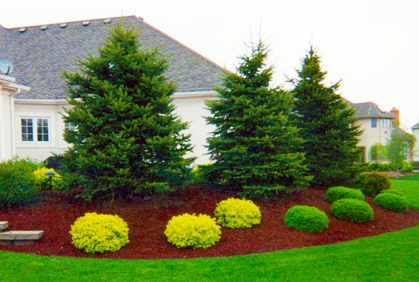 Popular Landscaping Evergreens Design Plans Most popular landscaping with evergreen trees and shrubs pictures with DIY design ideas and DIY plans