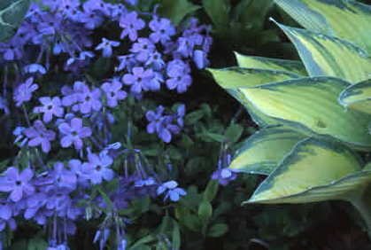 Top 2015 full shade loving plants landscaping Ideas Top 2015 full shade loving plants for landscaping design ideas photos and diy makeovers