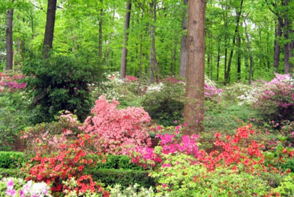 full shade loving plants landscaping Pictures and Easy Design Ideas Pictures of full shade loving plants for landscaping designs ideas and photos