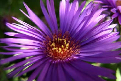 Simple full shade loving plants landscaping Design Ideas Simple full shade loving plants for landscaping designs ideas pictures and diy plans