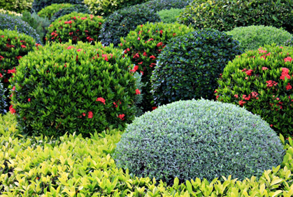 Best Landscaping with Shrubs and Bushes Design Ideas Best landscaping with shrubs and bushes designs ideas pictures and diy plans