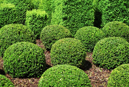 Top 2015 Landscaping with Shrubs and Bushes Ideas Top 2015 landscaping with shrubs and bushes design ideas photos and diy makeovers