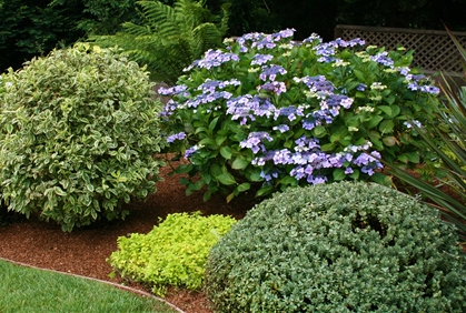 Top 2015 Types of Shrubs and Bushes for landscape Ideas Top 2015 types of shrubs and bushes landscape design ideas photos and diy makeovers