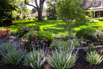 Popular Types of Shrubs and Bushes for landscape Design Plans Most popular types of shrubs and bushes landscape pictures with DIY design ideas and DIY plans