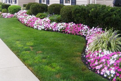 Best Shrubs and Bushes for Landscaping Pictures Design Ideas Best shrubs and bushes for landscaping pictures designs ideas pictures and diy plans