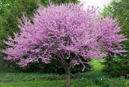 Simple Trees for Landscaping Design Ideas Simple trees for landscaping designs ideas pictures and diy plans