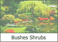 Bushes and Shrubs for Landscaping Bushes and Shrubs for Landscaping