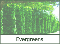 Types of Evergreens for Landscaping Types of Evergreens for Landscaping