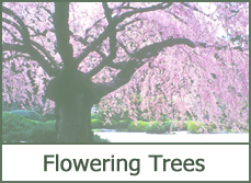 Flowering Trees for Landscaping Flowering Trees for Landscaping