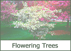 Flowering Trees for Landscaping Flowering Trees for Landscaping