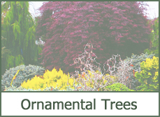 Ornamental Trees for Landscaping Ornamental Trees for Landscaping