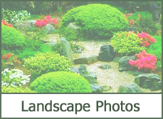 types of shrubs and bushes types of shrubs and bushes