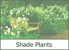 Full Shade Loving Plants Full Shade Loving Plants