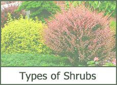 pictures of shrubs and bushes pictures of shrubs and bushes