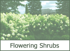 most popular shrubs and bushes most popular shrubs and bushes