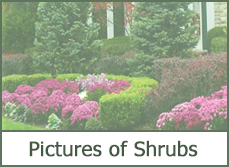 best types of shrubs best types of shrubs