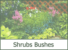 shrubs and bushes for landscaping shrubs and bushes for landscaping