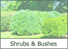 Shrubs for Landscaping Shrubs for Landscaping