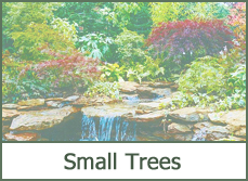 Small Trees for Landscaping Small Trees for Landscaping