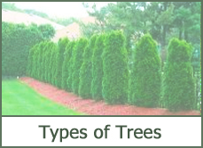 Types of Evergreen Trees Types of Evergreen Trees