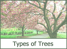 Types of Trees for Landscaping Types of Trees for Landscaping
