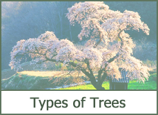 Best Trees for Landscaping Best Trees for Landscaping