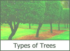 Types of Trees for Landscaping Types of Trees for Landscaping