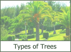 Best Types of Trees for Landscaping Best Types of Trees for Landscaping